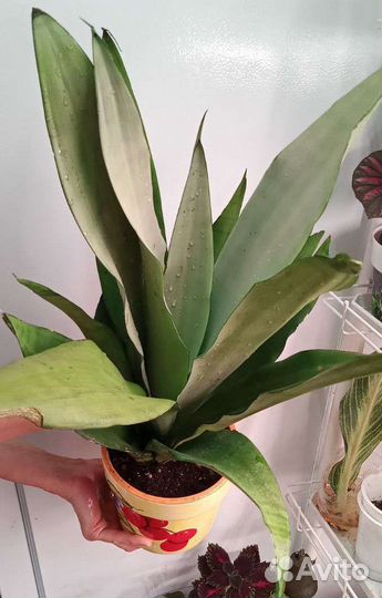 Сансиеверия Муншайн