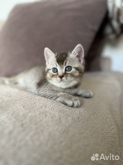Британские котята