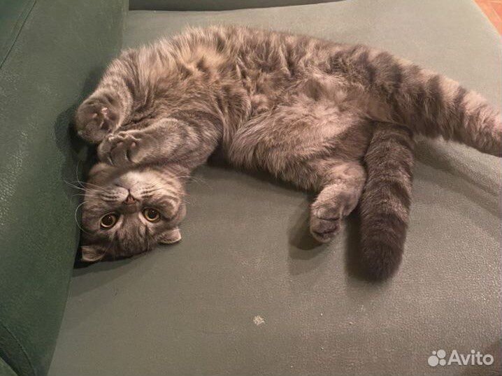 Передержка животных (зооняня для кошек )