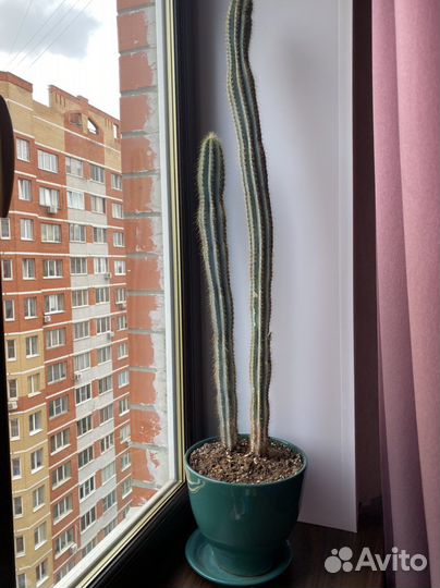 Цереус кактус