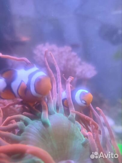 Морской аквариум с тумбой