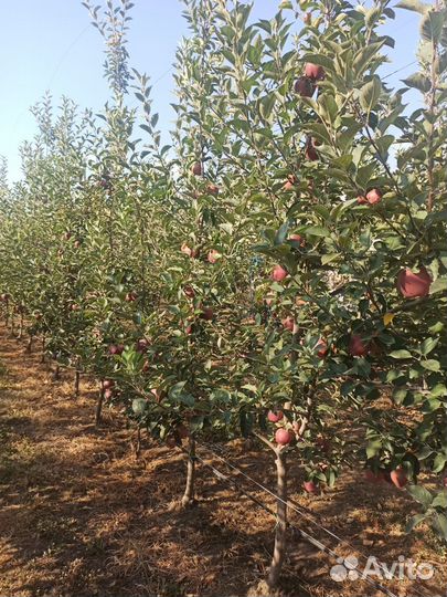 Яблоки джиромини