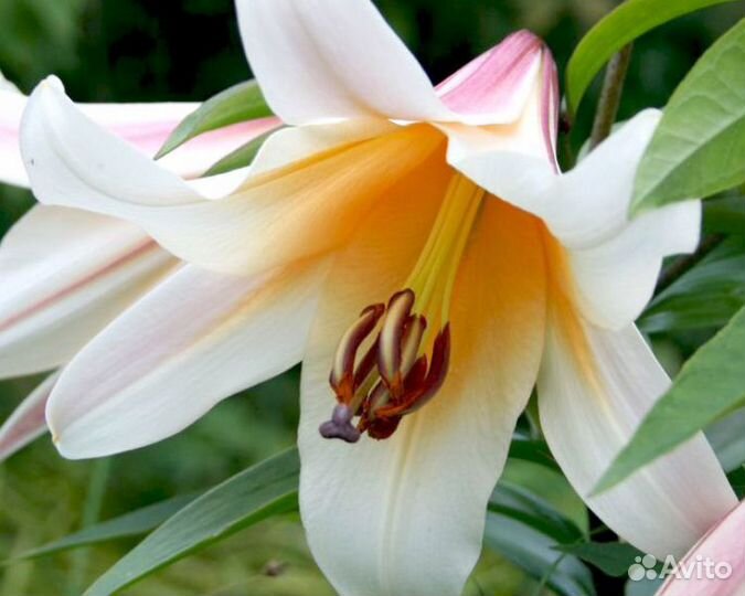 Лилия от гибрид Гарден Эффеэр, луковицы