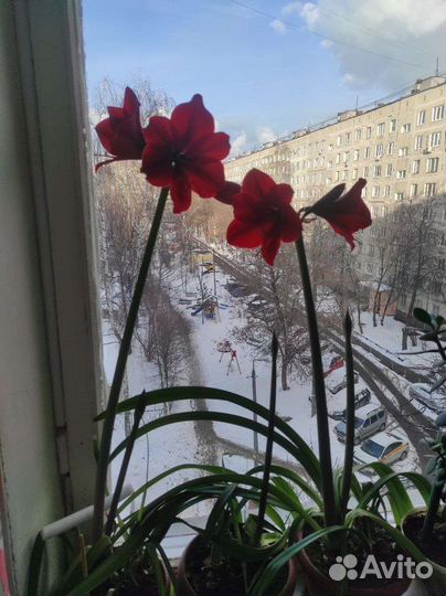 Луковицы амариллиса