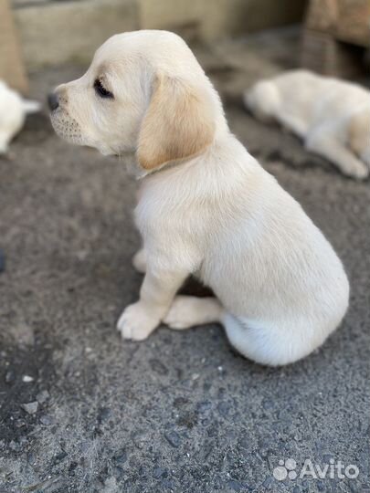 Щенки лабрадора палевые