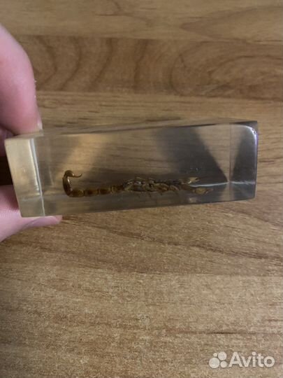 Скорпион в стекле