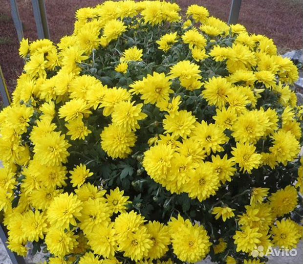 Хризантема садовая кустовая желтая