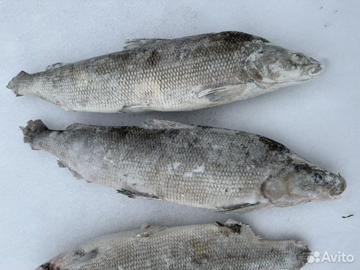 Муксун подледный