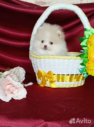 Супер micro кукла