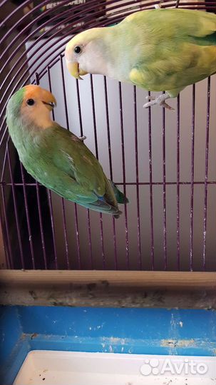 Неразлучники