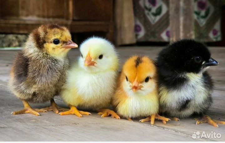 Цыплята