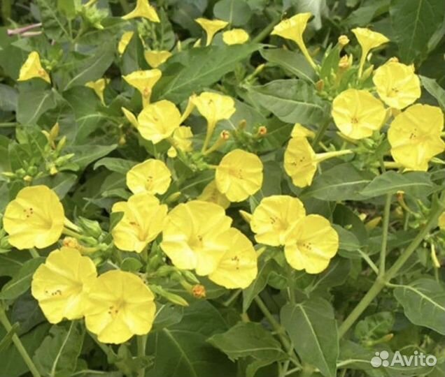 Семена цветов: Мирабилис(ночная красавица),Лунария