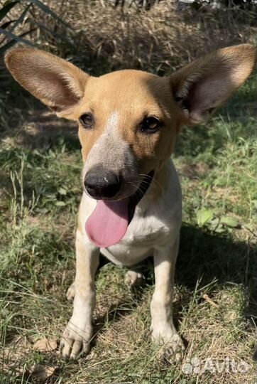 Щенок рыжик ищет дом