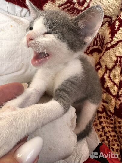Котята в добрые руки мальчики