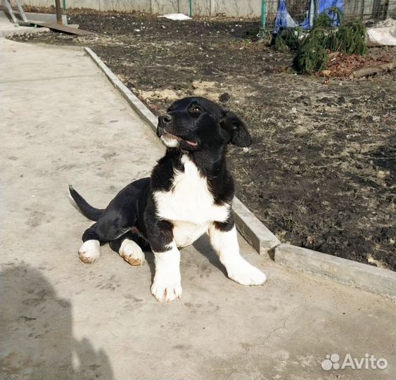 Щенок коротколпик в добрые руки девочка