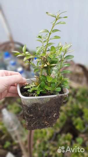 Саженцы самшита