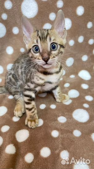 Бенгальская