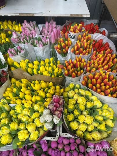 Тюльпаны к 8 марта, тюльпаны, букет тюльпанов