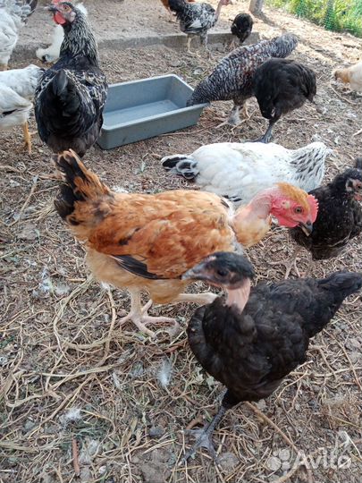 Цыплята подрощеные
