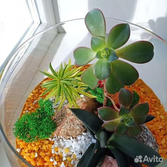 Флорариум суккуленты