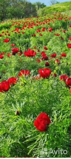 Кампсис укореняющийся -Акебия - лиана,жимолость