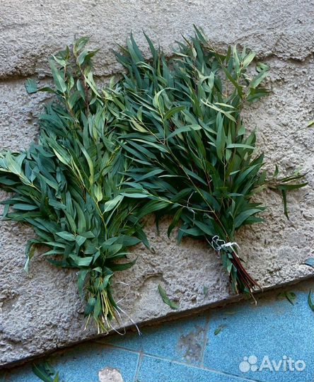 Эвкалипт оптом