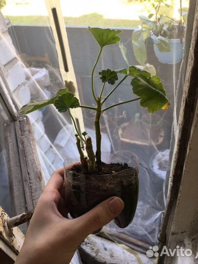 Фикус шефлера