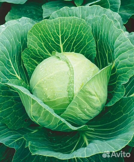 Капуста среднеспелая, цветная