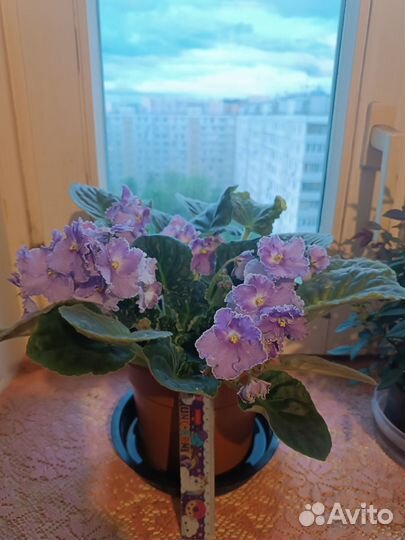 Фиалки,кактус,фуксия,ель,красный перец