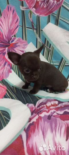 Щенки чихуахуа мини и стандарт