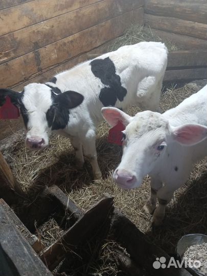 Продам телят 3х месячных