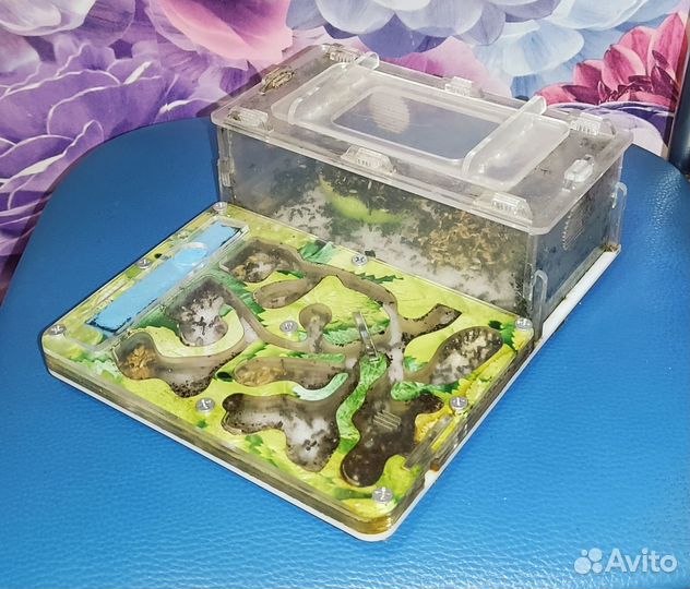 Муравьиная ферма с муравьями