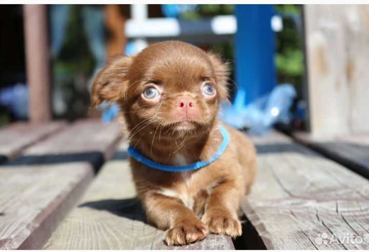 Замечательный шоколадный мальчик