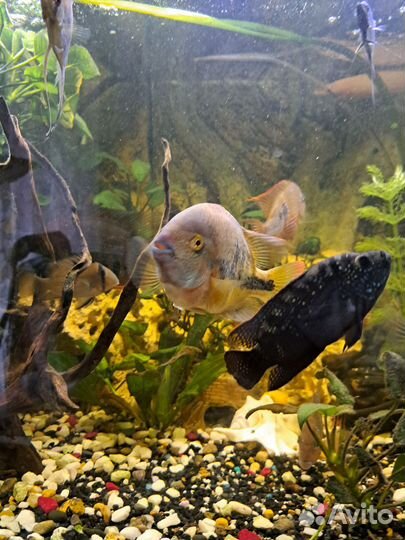 Аквариумные рыбки