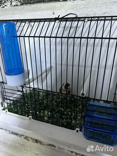 Чижи щеглы певчие птицы