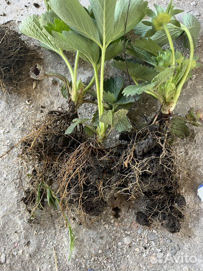 Рассада клубники окс