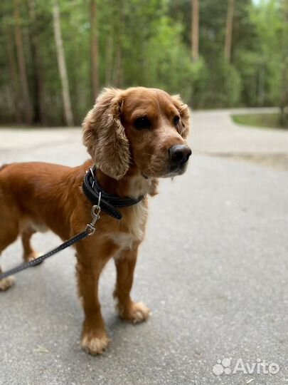 Кокер спаниель - ищем невесту