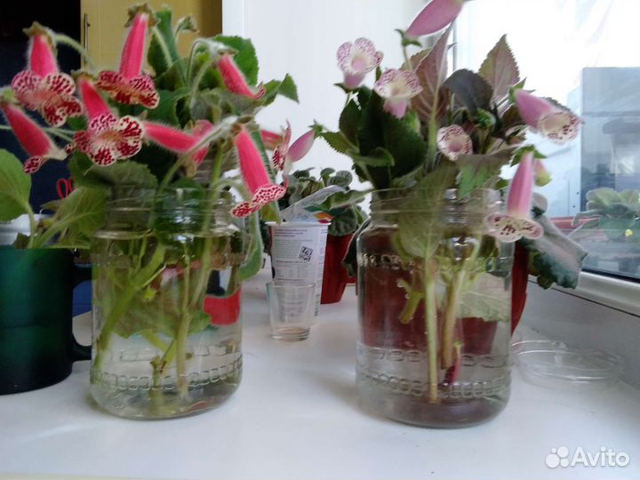 Растения для флорариума