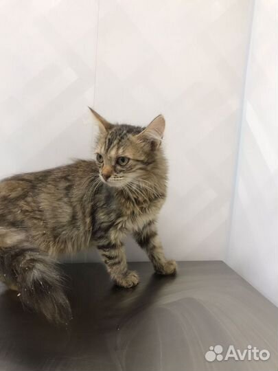 Спасите Дашу (4 месяца)