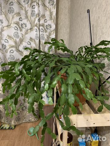 Декабрист Шлюмбергера малиновый