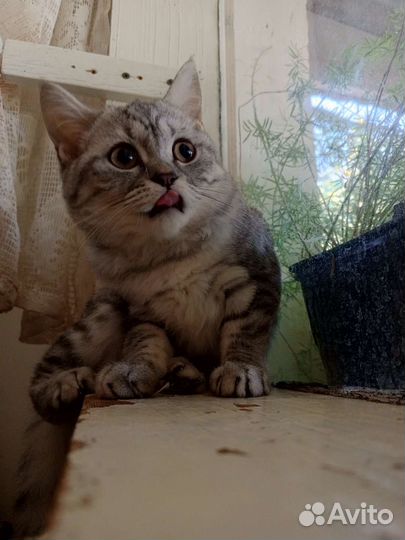 Шотландские вислоухие котята