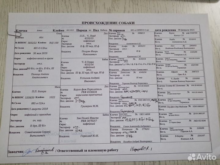 Щенки курцхаара