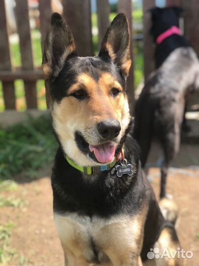 Передержка кошек и собак в загородном доме
