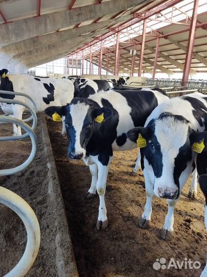 Продажа нетелей