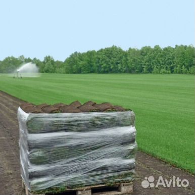 Рулонный газон от производителя с доставкой