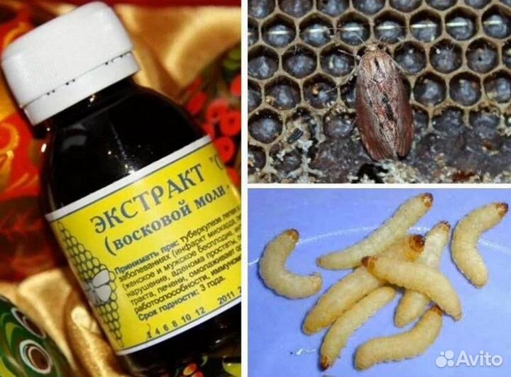 Восковая Моль (Огневка пчелиная)