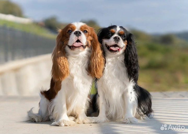 Щенки кавалер кинг чарльз спаниель