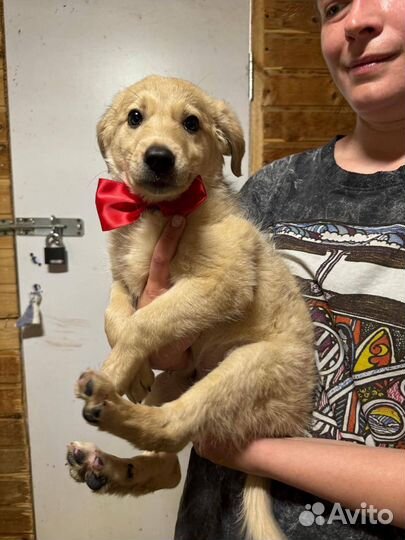 Щенок маленький беззащитный ищет дом