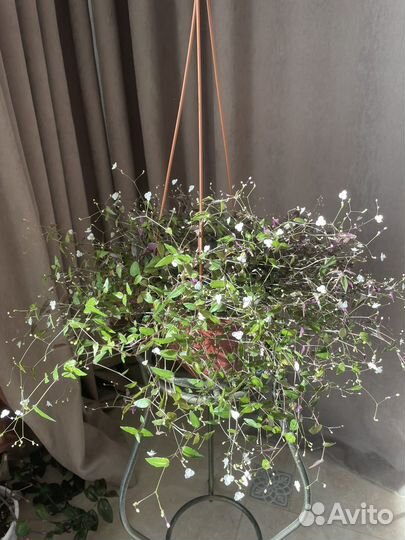 Гибазис Фата невесты