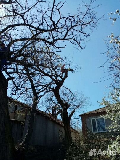 Спил деревьев